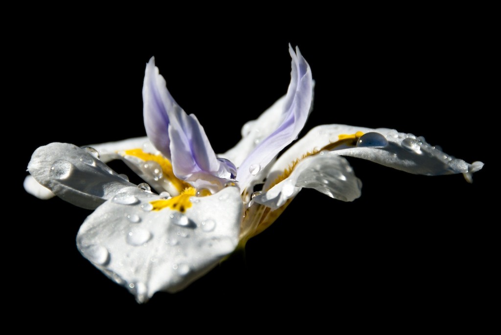 Floating Iris FloatingIris2 1024x685 Photographing Flowers as Portraits