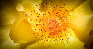 Rose Stamens - dark vignette FlowerBlogITT rosedk 300x161 Photographing Flowers