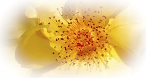 Rose Stamens - light vignette FlowerBlogITT roselite 300x161 Photographing Flowers