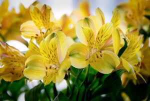 Flowers Backlit - After FlowersBacklit After 300x202 Photographing Flowers