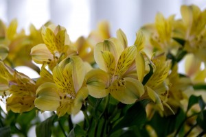 Lilies Backlit - Before FlowersBacklit Before 300x200 Photographing Flowers